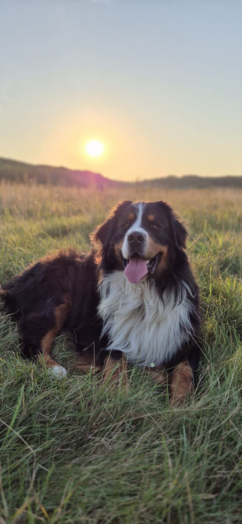 Hond liggend in gras met zonsondergang