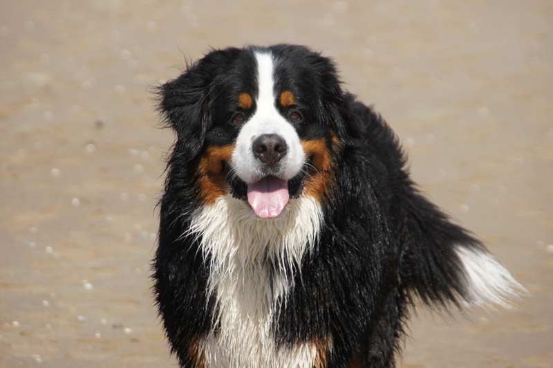 Hond op strand