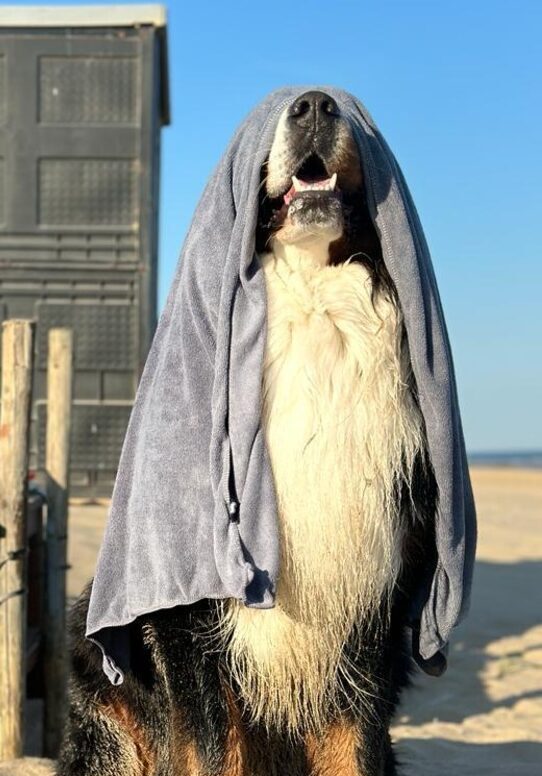 Hond met handdoek over hoofd