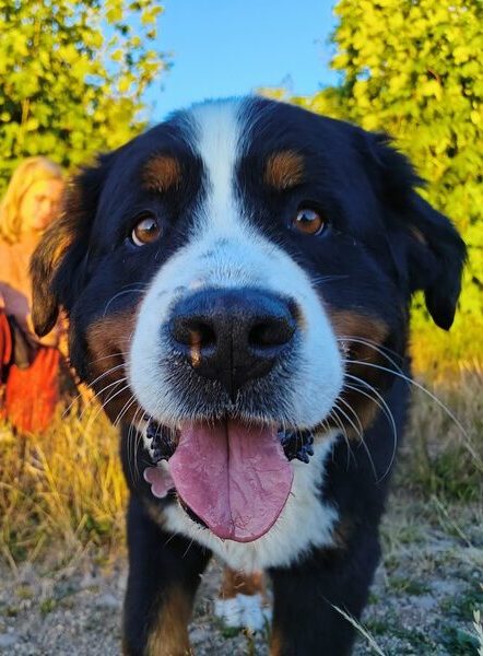 Hond dichtbij kop