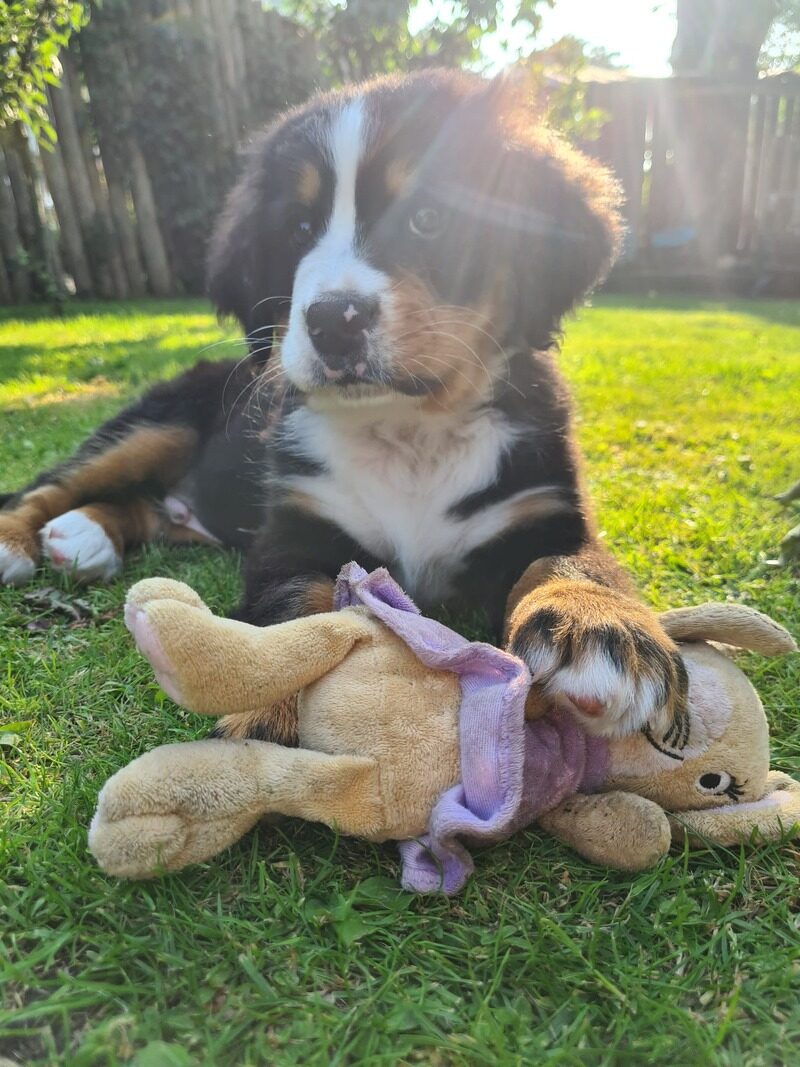 Puppy met knuffel liggend